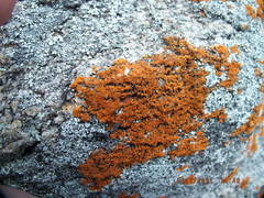 Caloplaca cinnabarina