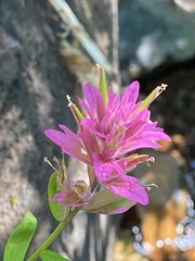 Castilleja elata