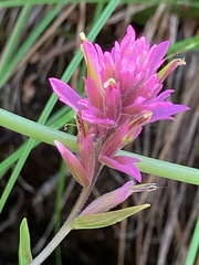 Castilleja elata