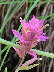 Castilleja elata