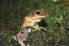 Haddadus binotatus