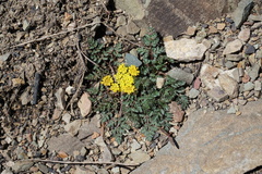 Lomatium sandbergii