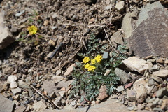 Lomatium sandbergii