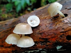 Roridomyces austrororidus