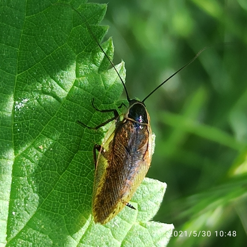 Ectobius sylvestris
