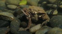 Bufo gargarizans
