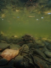 Bufo gargarizans