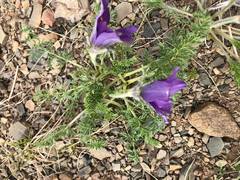 Pulsatilla bungeana