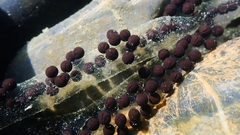 Bufo gargarizans