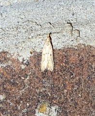 Dichomeris punctipennella