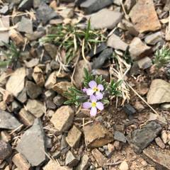 Dontostemon integrifolius