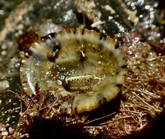Paracilicaea