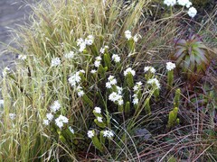 Veronica pauciramosa