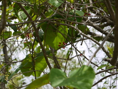 Tinospora sinensis