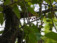 Tinospora sinensis