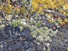 Celmisia laricifolia