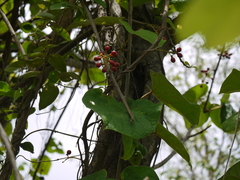 Tinospora sinensis