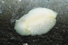 Cadlina modesta