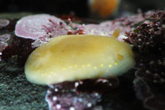 Cadlina modesta