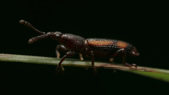 Trachelizini
