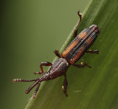 Trachelizini