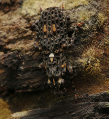 Nessiara flavosignata