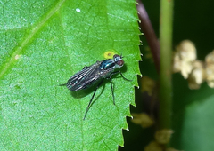 Rhaphium