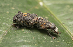 Nessiara flavosignata
