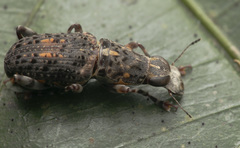 Nessiara flavosignata