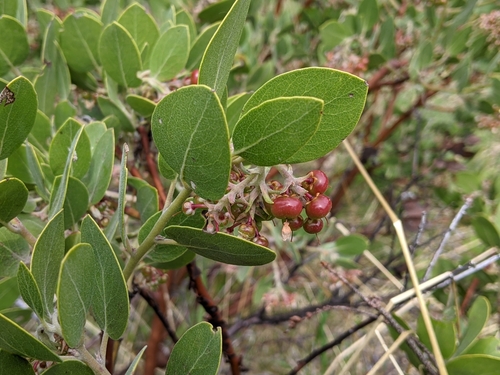hairy manzanita (Arctostaphylos columbiana)