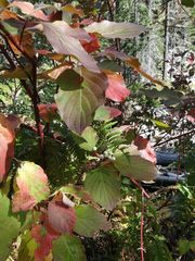 Cornus sericea sericea