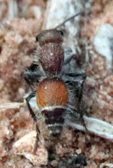 Dasymutilla texanella