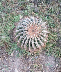 Ferocactus viridescens