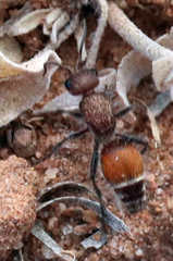Dasymutilla texanella