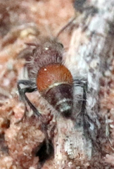 Dasymutilla texanella