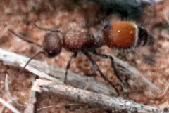 Dasymutilla texanella