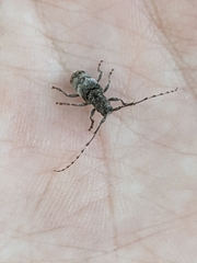 Ecyrus
