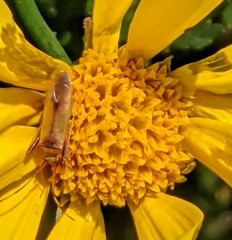 Creontiades rubrinervis