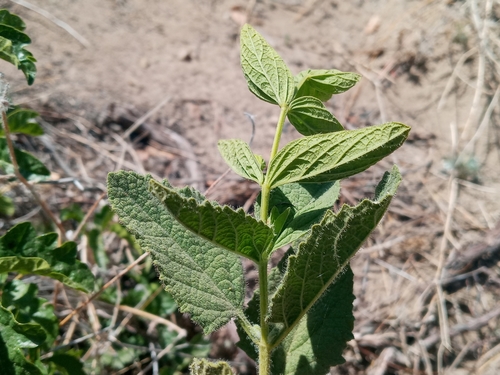 Image of Lepechinia rossii by (c) Daniel S., some rights reserved (CC BY)