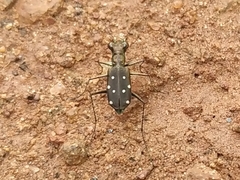 Cylindera collicia