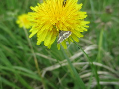 Atralata albofascialis