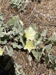 Calystegia malacophylla