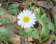 Aphanostephus ramosissimus