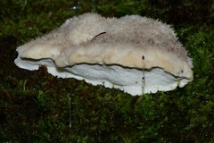 Postia lactea