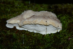 Postia lactea