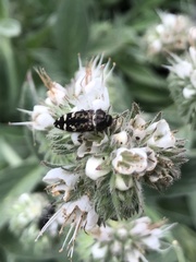 Acmaeodera hepburnii