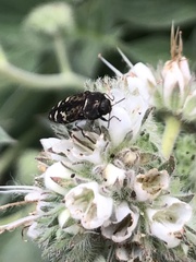 Acmaeodera hepburnii