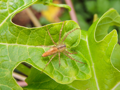 Peucetia rubrolineata