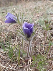 Pulsatilla ambigua