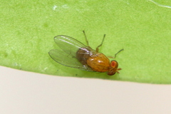 Lauxaniinae